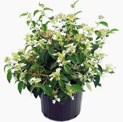 Viburnum 'Summer Snowflake' (3 Gallon)