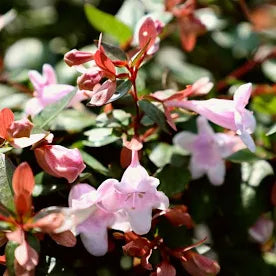 Rose Creek Abelia – 3 Gallon