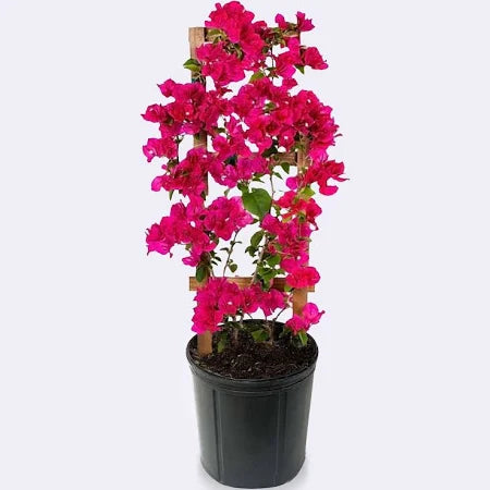 Bougainvilla (7 Gallon) Trellis