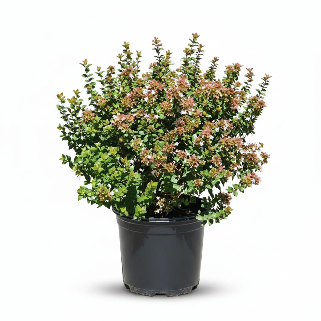 Rose Creek Abelia – 3 Gallon
