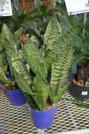 Sansevieria Futura 10-12" (6")