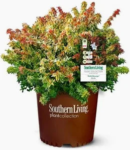 Abelia 'Kaleidoscope' (3 Gallon)