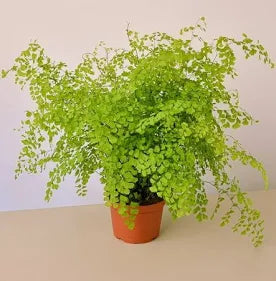 Tassel Fern