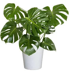 Monstera (3 Gallon)
