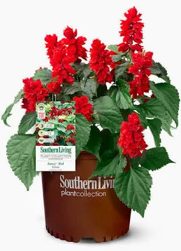 Salvia (3 Gallon)