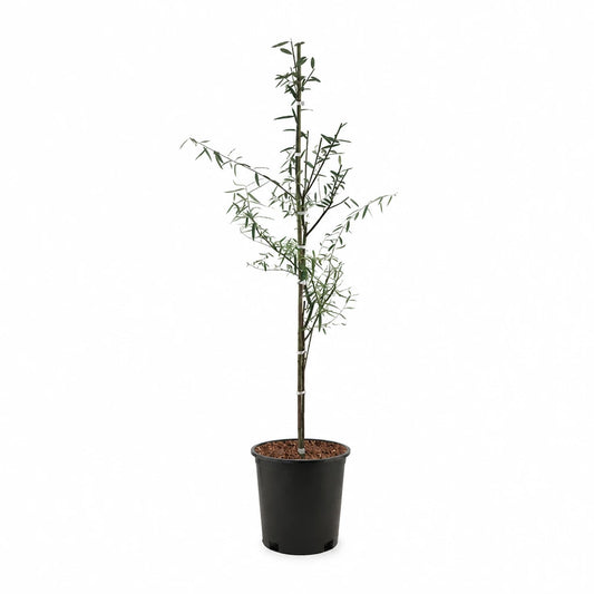 Weeping Willow Tree 3 Gallon