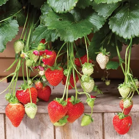 4” Strawberry Plant 🍓 Where sweet memories take root.