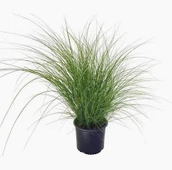 Miscanthus Grass