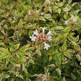 Abelia 'Kaleidoscope' (3 Gallon)