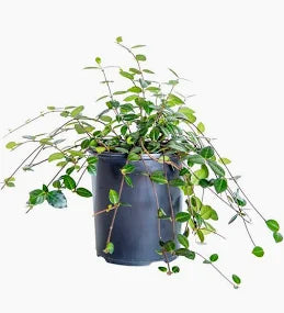 Asiatic Jasmine