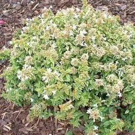 Abelia 'Kaleidoscope' (3 Gallon)