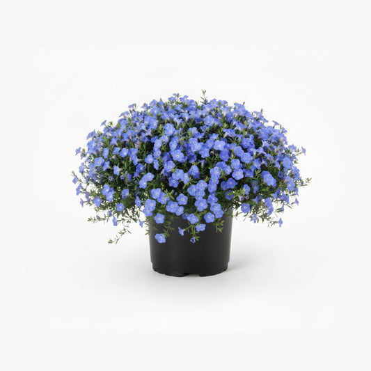 Blue Evolvulus 'Blew My Mind' (Dwarf Morning Glory)