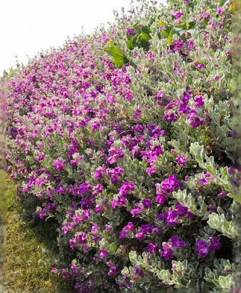 Leucophyllum 'Texas Sage' (3 Gallon)