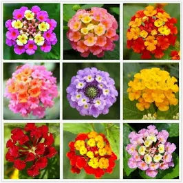 Lantana (4.5")