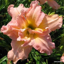 Daylily (1 Gallon)