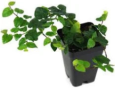 Creeping Fig Vine (Quart Size)