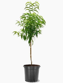 Nectarine Tree (7 Gallon) Sweet, Juicy & Full of Southern Sunshine