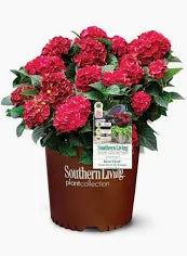 Hydrangea 'Little Quick Fire' (3 Gallon)