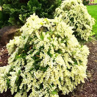 Pieris Mountain Snow (3 Gallon)