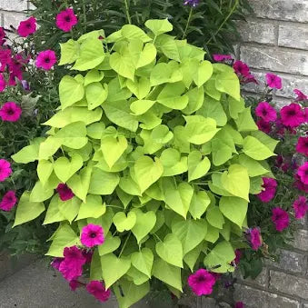 Sweet Potato Vine