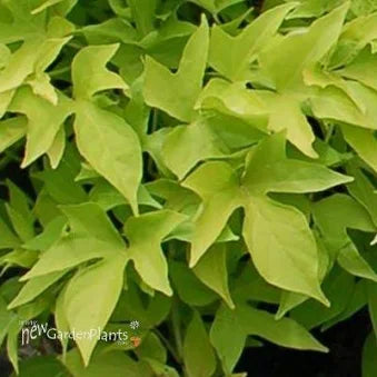 Sweet Potato Vine
