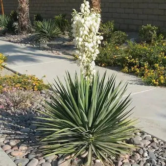 Yucca 'Blue Sentry' (3 Gallon)