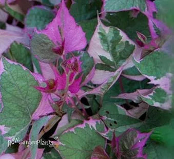 Sweet Potato Vine