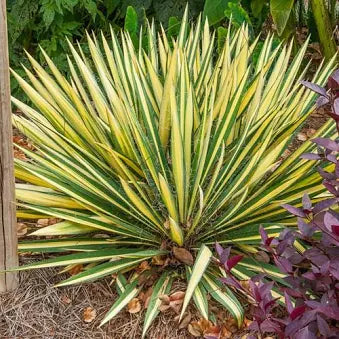 Yucca 'Color Guard'