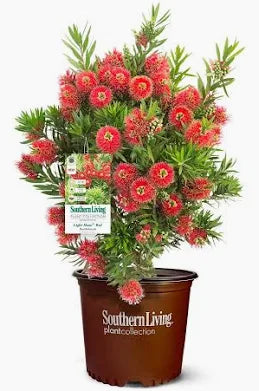 Bottle Brush "Better John" (3 Gal)