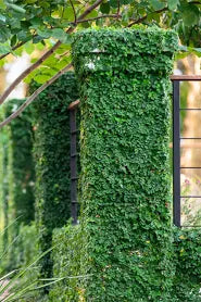 Creeping Fig Vine (Quart Size)
