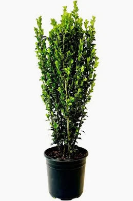 Ilex 'Sky Pencil' (3 Gallon)
