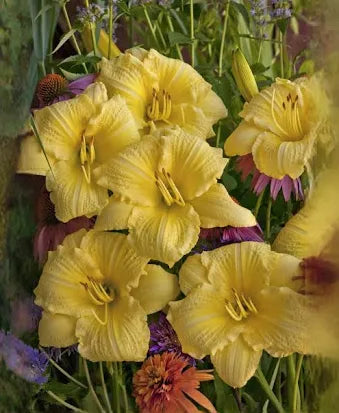 Daylily  (2 Gallon)