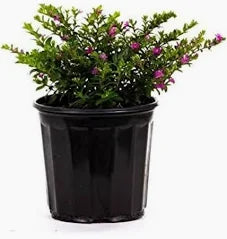 Mexican Heather (1 Gallon)