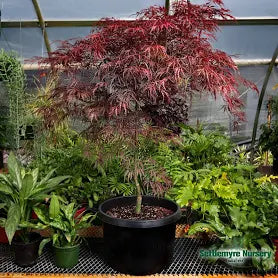 Japanese Maple 'Tamukeyama' (7 Gallon)