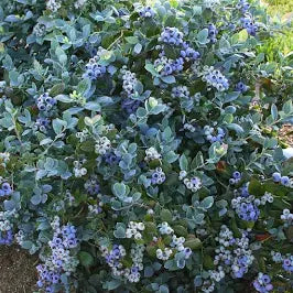 Southern Living Blueberry Bush 'Hello Darlin' (3 Gallon)
