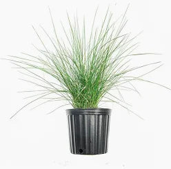 Pink Muhly Grass (1 Gallon)