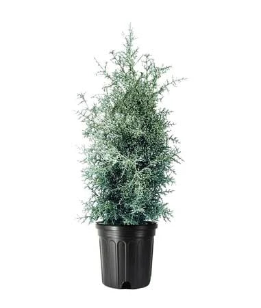 Carolina Sapphire Cypress 1 Gallon