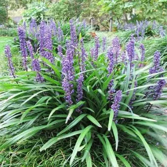 Liriope 'Big Blue' (1 Gallon)