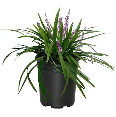 Liriope 'Big Blue' (1 Gallon)