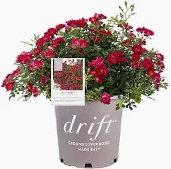 Drift Rose