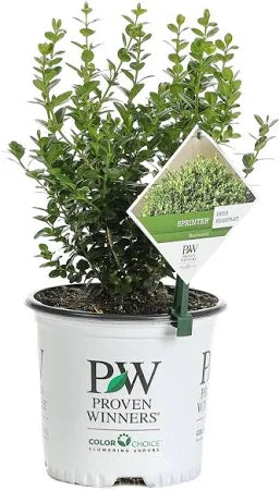 Boxwood Wintergreen 1gal