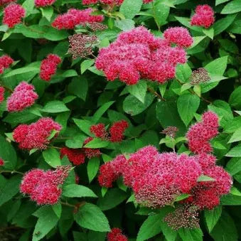 Spirea (3 Gal)