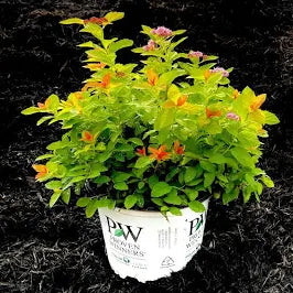 Spirea (3 Gal)