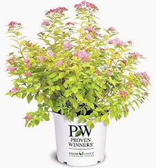 Spirea (3 Gal)