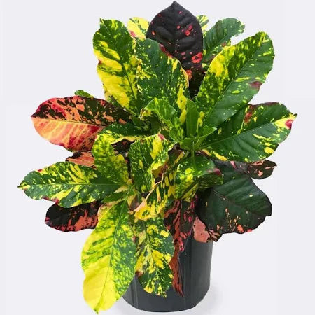 🌿 Croton ‘Magnificent’ – 3 Gallon