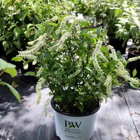 Itea Sweet Spire 'Little Henry' (3 Gallon)