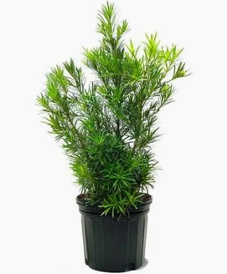Pringles Podocarpus (7 Gallon)
