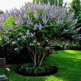 Vitex 'Chaste' Tree (7 Gallon)