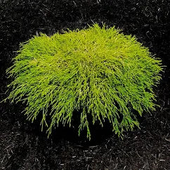 Golden Cypress Chamaecyparis 'King's Gold' (3 Gallon)