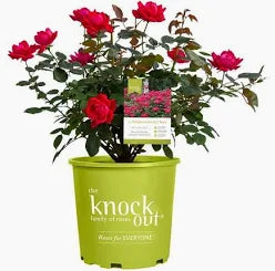 Double Knockout Roses